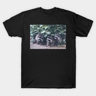 Baby Raccoons. T-Shirt